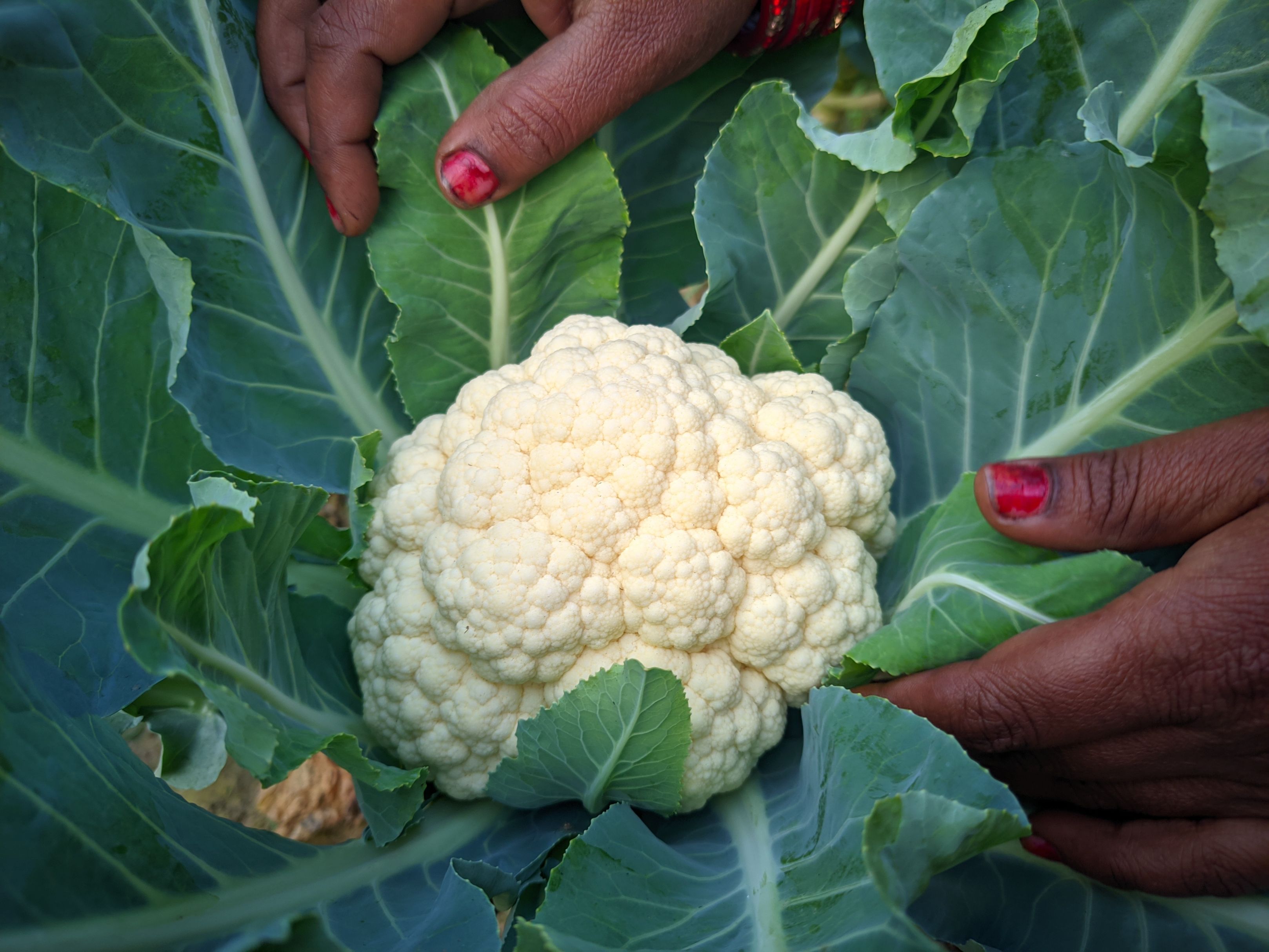 Fresh cauliflower from Sabji Mandi Nandanagar - Organic cauliflower directly from local farmers