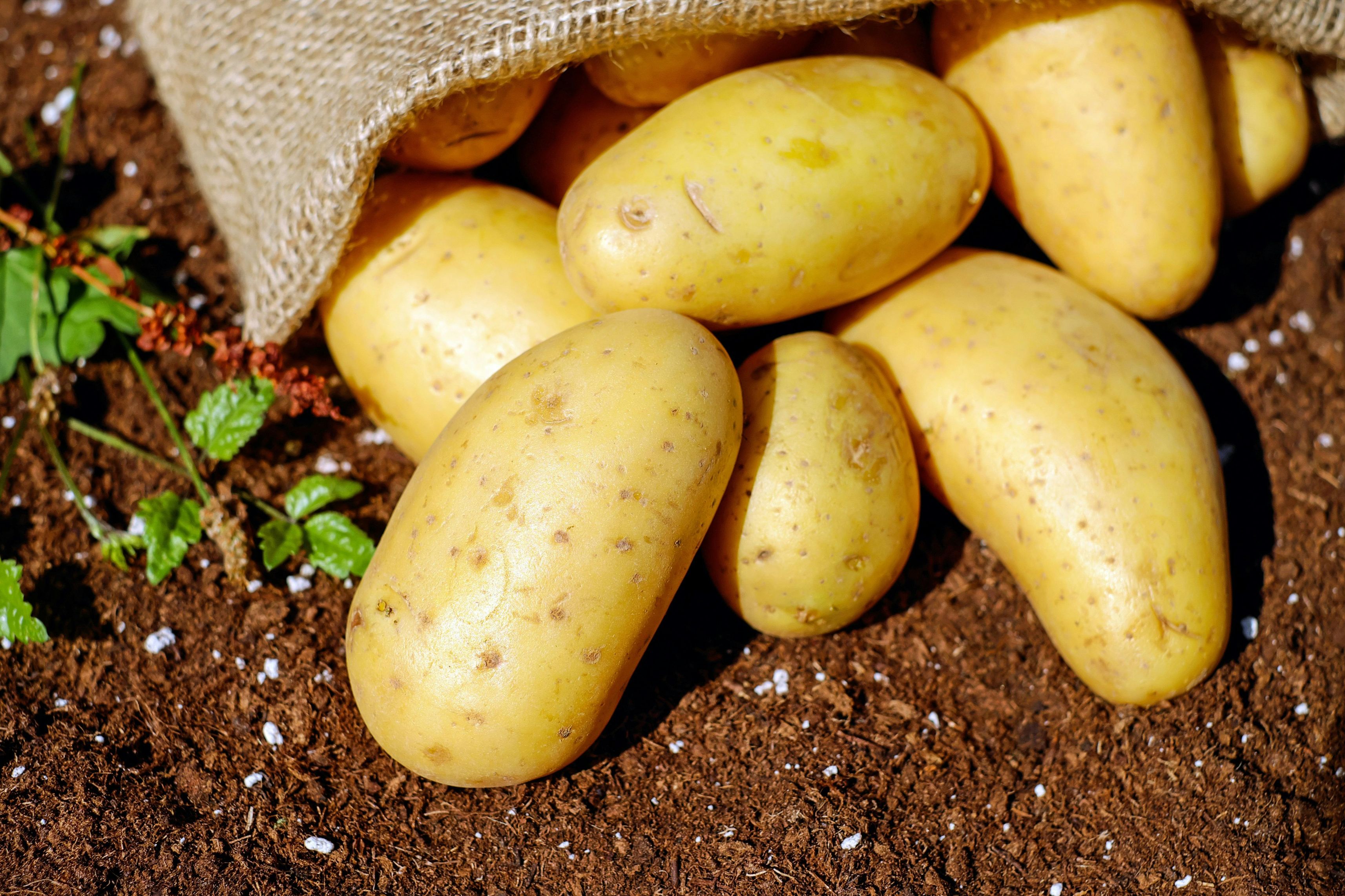 Premium quality potatoes from Sabji Mandi Nandanagar - Fresh potatoes from local farmers in Nepal